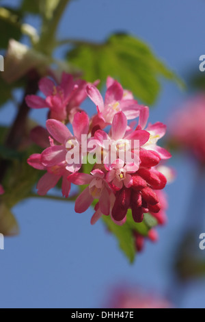 Blühende Johannisbeere Stockfoto