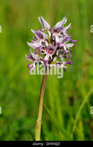 Affe Orchidee - Orchis Simia seltene britischen Orchidee Stockfoto