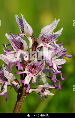 Affe Orchidee - Orchis Simia seltene britischen Orchidee Stockfoto