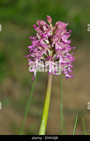 Lady x Affe Orchidee Hybrid - Orchis Purpurea X simia Stockfoto