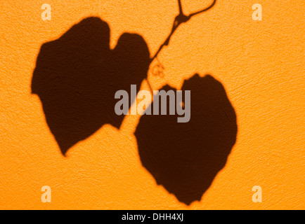 Rebe Blatt Schatten auf eine orange Wand Stockfoto