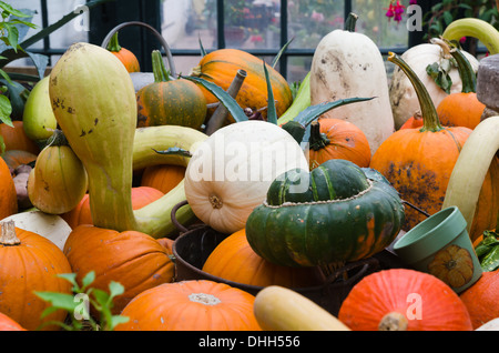 Sammlung von Kürbissen und Zucchini Stockfoto