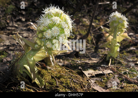 Weiße Pestwurz, Petasites albus Stockfoto