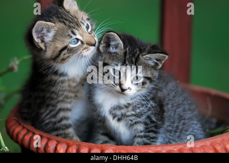 zwei niedliche Kätzchen im Korb Stockfoto