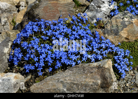 Gentiana brachyphylla Stockfoto