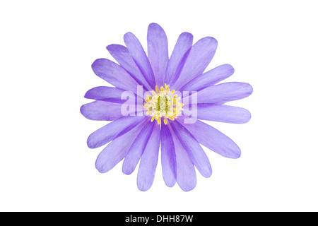 Blaue Anemone Blanda Einzelblüte isoliert auf weißem Hintergrund mit Schwerpunkt auf Zentrum Blume Stockfoto