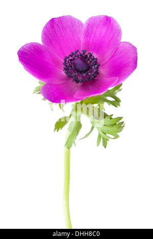 Anemone Coronaria Blume isoliert auf weißem Hintergrund mit geringen Schärfentiefe Stockfoto