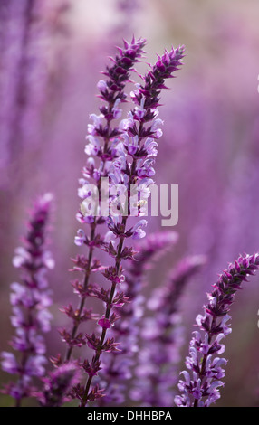 Nahaufnahme von lila Salvia Nemorosa "Amethyst" Blumen mit geringen Schärfentiefe. Stockfoto