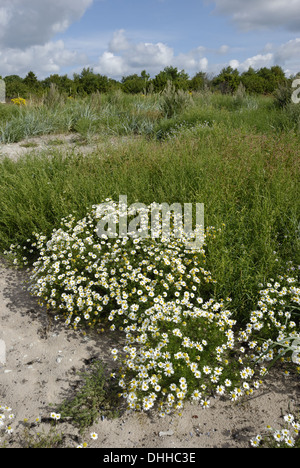 Wildblumen im Nationalpark Vilsandi Stockfoto