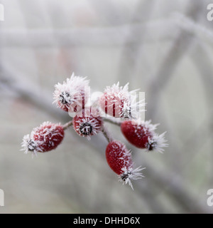 Karde Dipsacus Stockfoto