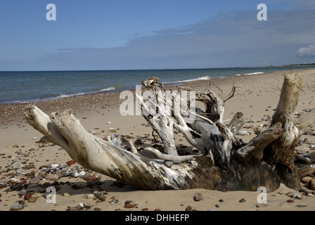 Treibholz am Strand von Ventspils Stockfoto