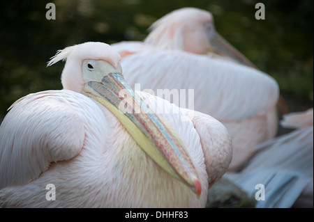 Große weiße elegante Pelikan im Londoner Zoo. Stockfoto