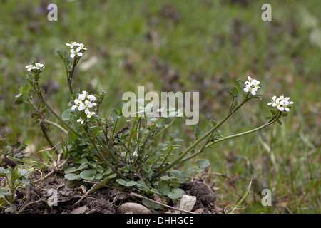 Cardamine Hirsuta, behaarte Schaumkraut Stockfoto