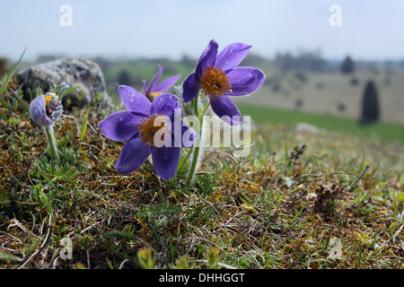 Kuhschelle Pulsatilla vulgaris Stockfoto