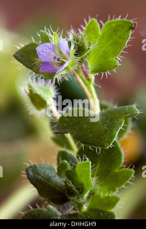 Efeu-leaved Ehrenpreis, Veronica hederifolia Stockfoto