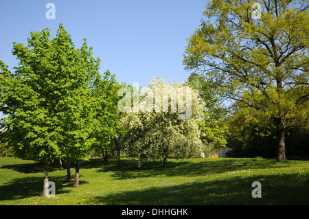 Spitz-Ahorn, Vogel-Kirsche, Deutsche Eiche Stockfoto