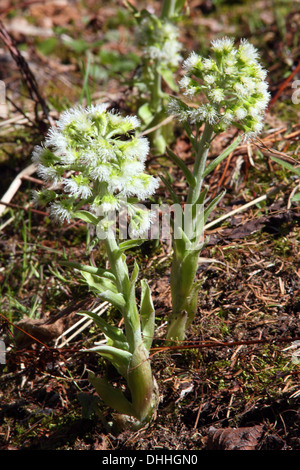 Weiße Pestwurz, Petasites albus Stockfoto