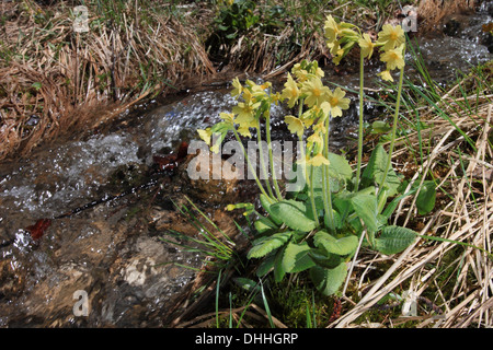 Primula Elatior, oxlip Stockfoto