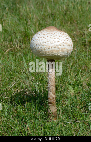 Pilz Parasol (Macrolepiota Procera), Speisepilz, Rømø, Dänemark Stockfoto