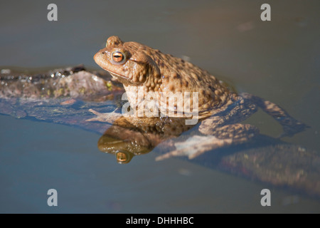 Gemeinsamen Kröte oder europäische Kröte (Bufo Bufo) klammerte sich an eine Niederlassung in das Wasser, Thüringen, Deutschland Stockfoto