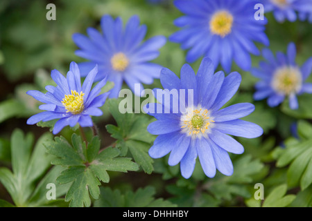 Balkan-Anemonen (Anemone Blanda, Anemone Apennina), Blüte, Thüringen, Deutschland Stockfoto