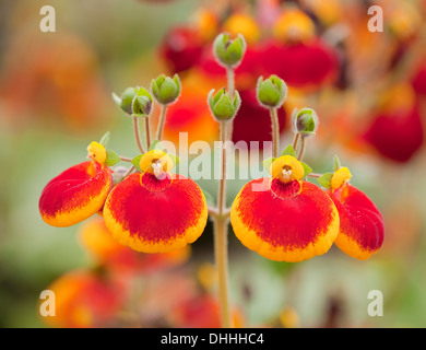 Calceolaria, Damen Handtasche oder Slipper Blume (Calceolaria spec. Hybrid Calynopsis orange), in Blüte, Gartenpflanze, Thüringen Stockfoto