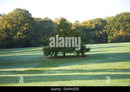 Herbstliche Bäume Landschaft Szene auf Hampstead Heath Stockfoto