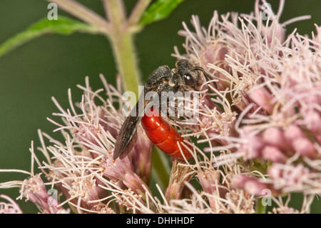 Blut-Biene (Sphecodes Albilabris) auf Hanf-Agrimony (Eupatorium Cannabinum), Baden-Württemberg, Deutschland Stockfoto