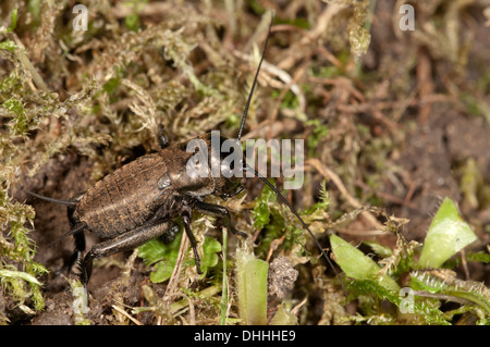 Field Cricket (Gryllus Campestris), männliche Larve, Baden-Württemberg, Deutschland Stockfoto