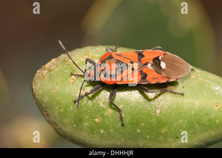 Schwarz und rot Bug (Lygaeus Pandurus) in der Sonne an der Frucht der Caper Strauch, Insel Rhodos, Dodekanes, Griechenland Stockfoto