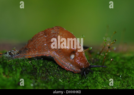 Altrosa Arion Slug (Arion Fuscus) auf Moos, Schleswig-Holstein, Deutschland Stockfoto