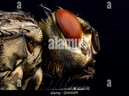 Facettenauge, Leiter, Stubenfliege (Musca Domestica), extreme Nahaufnahme, Baden-Württemberg, Deutschland Stockfoto