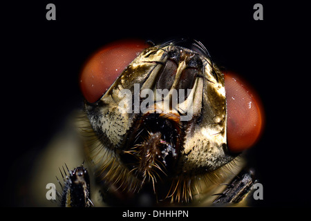 Facettenaugen, Leiter, Stubenfliege (Musca Domestica), extreme Nahaufnahme, Baden-Württemberg, Deutschland Stockfoto