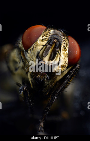 Facettenaugen, Leiter, Stubenfliege (Musca Domestica), extreme Nahaufnahme, Baden-Württemberg, Deutschland Stockfoto