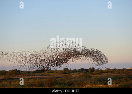 Große Herde von Stare (Sturnus Vulgaris) während ein Abendflug Roost, Aventoft, Nordfriesland, Schleswig-Holstein Stockfoto