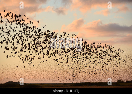 Große Herde von Stare (Sturnus Vulgaris) während ein Abendflug Roost, Aventoft, Nordfriesland, Schleswig-Holstein Stockfoto