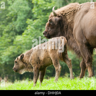 Wisente oder Wisent (Bison Bonasus), Kuh und Kalb, Gefangenschaft, Sachsen, Deutschland Stockfoto