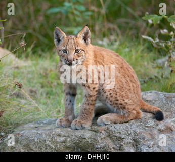 Eurasischer Luchs (Lynx Lynx), Jungtier sitzt auf einem Felsen, Nationalpark Bayerischer Wald game Reserve, Neuschönau, Niederbayern Stockfoto