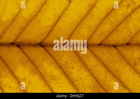 Europäische weiße Ulme oder flattern Ulmen (Ulmus Laevis), Blatt-Struktur, hinterleuchtete, Wechsel zu Herbstfarben, Hessen, Deutschland Stockfoto