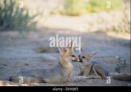 Kap-Fuchs (Vulpes Chama), Vixen und Pup, Mata Mata, Namibia Stockfoto