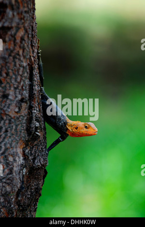 Gemeinsamen Agama (Agama Agama), Freetown, westlichen Bereich, Sierra Leone Stockfoto