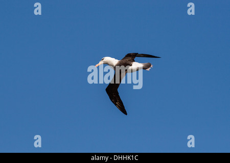 Black-browed Albatross im Flug, Thalassarche Melanophrys, Subantarktis, Antarktis Stockfoto