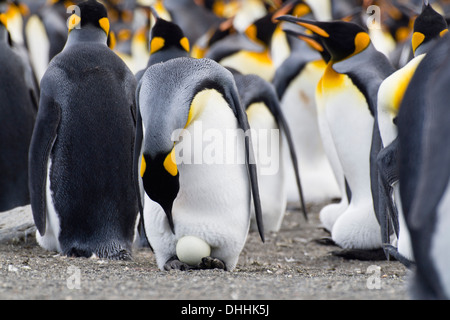 Königspinguin mit Ei, Aptenodytes Patagonicus, St. Andrews Bay, Südgeorgien, Antarktis Stockfoto
