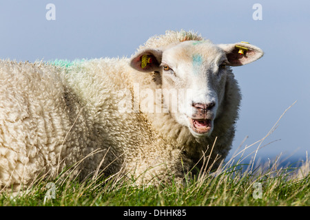 Schafe auf dem Deich, Schleswig-Holstein, Deutschland Stockfoto