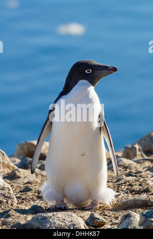 Adelie Penguin, Pygoscelis Adeliae, Antarktis Stockfoto