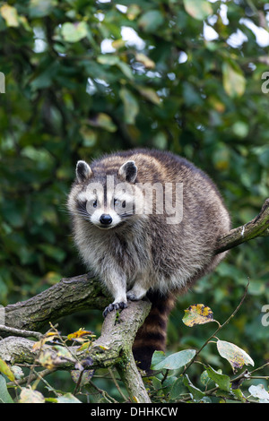 Waschbär (Procyon Lotor), Gefangenschaft, Saarland, Deutschland Stockfoto