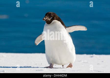 Adelie Penguin, Pygoscelis Adeliae, antarktische Halbinsel, Antarktis Stockfoto