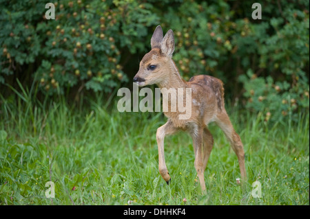 Reh (Capreolus Capreolus), fawn, stehend auf einer Wiese, Thüringen, Deutschland Stockfoto