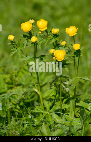 Trollblume (Trollblume Europaeus), Blüte auf einer Wiese, Thüringen, Deutschland Stockfoto