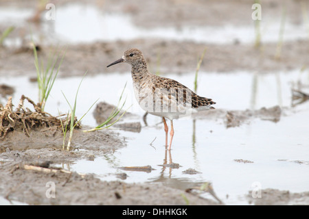 Kampfläufer (Philomachus Pugnax), Reeve, Weiblich, stehend im flachen Wasser, Burgenland, Österreich Stockfoto